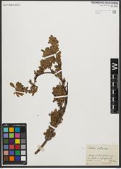 Foto von Salix retusa L.